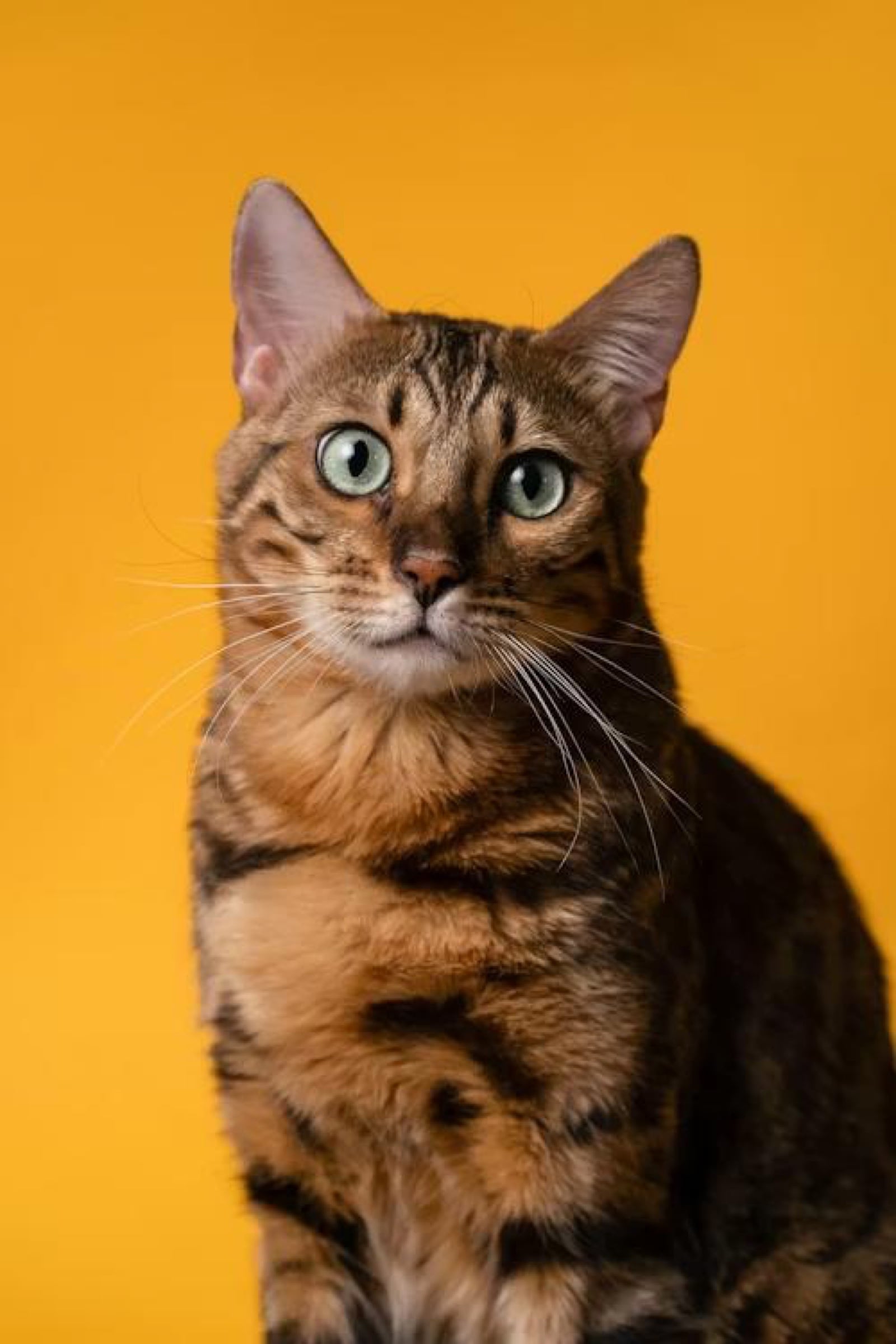 Bengal, a Tier 2 hypoallergenic cat breed