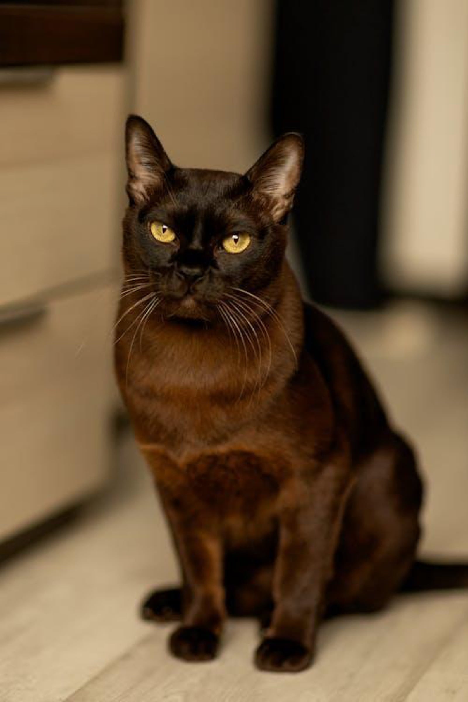 Burmese, a Tier 2 hypoallergenic cat breed