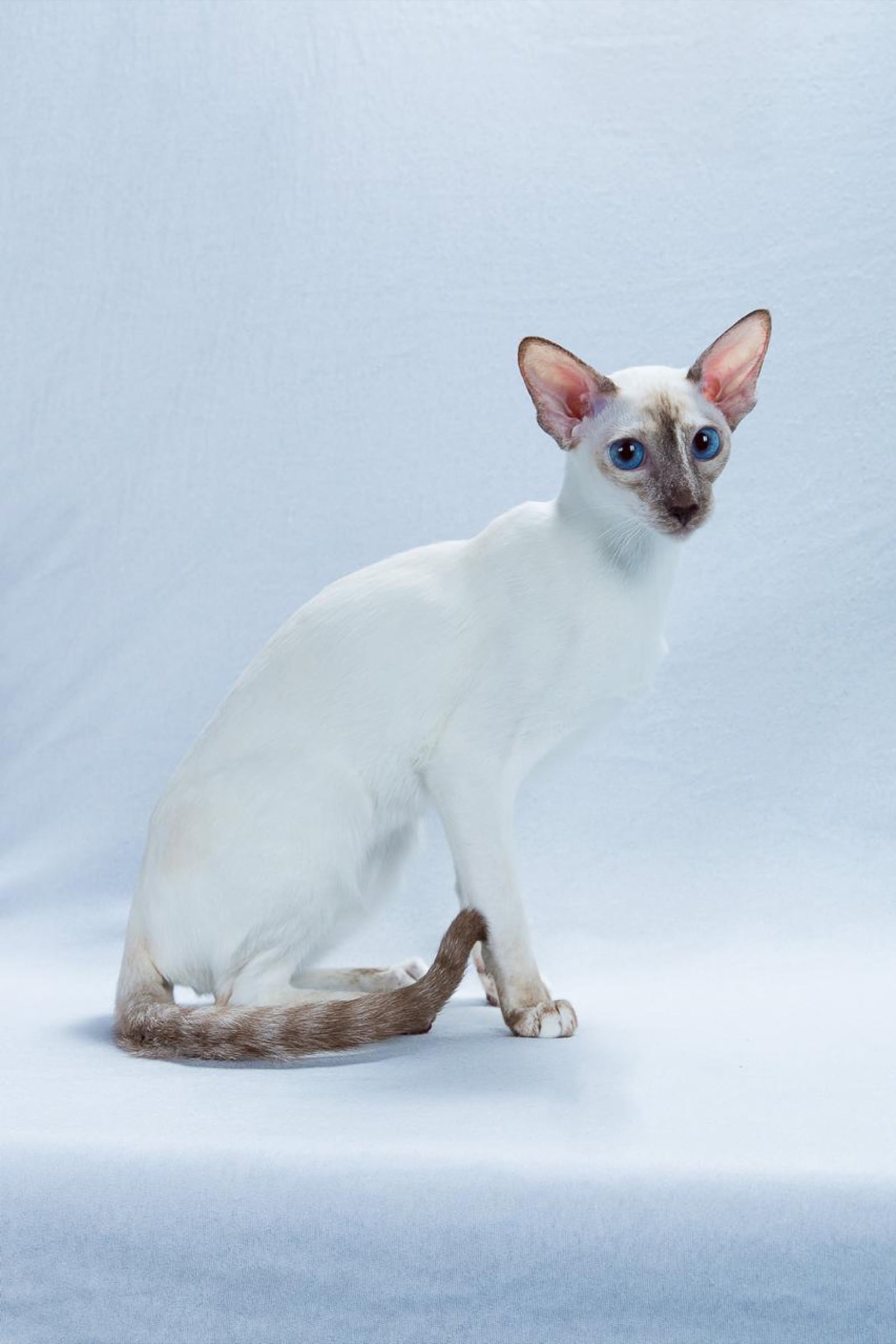 Colorpoint Shorthair, a Tier 2 hypoallergenic cat breed