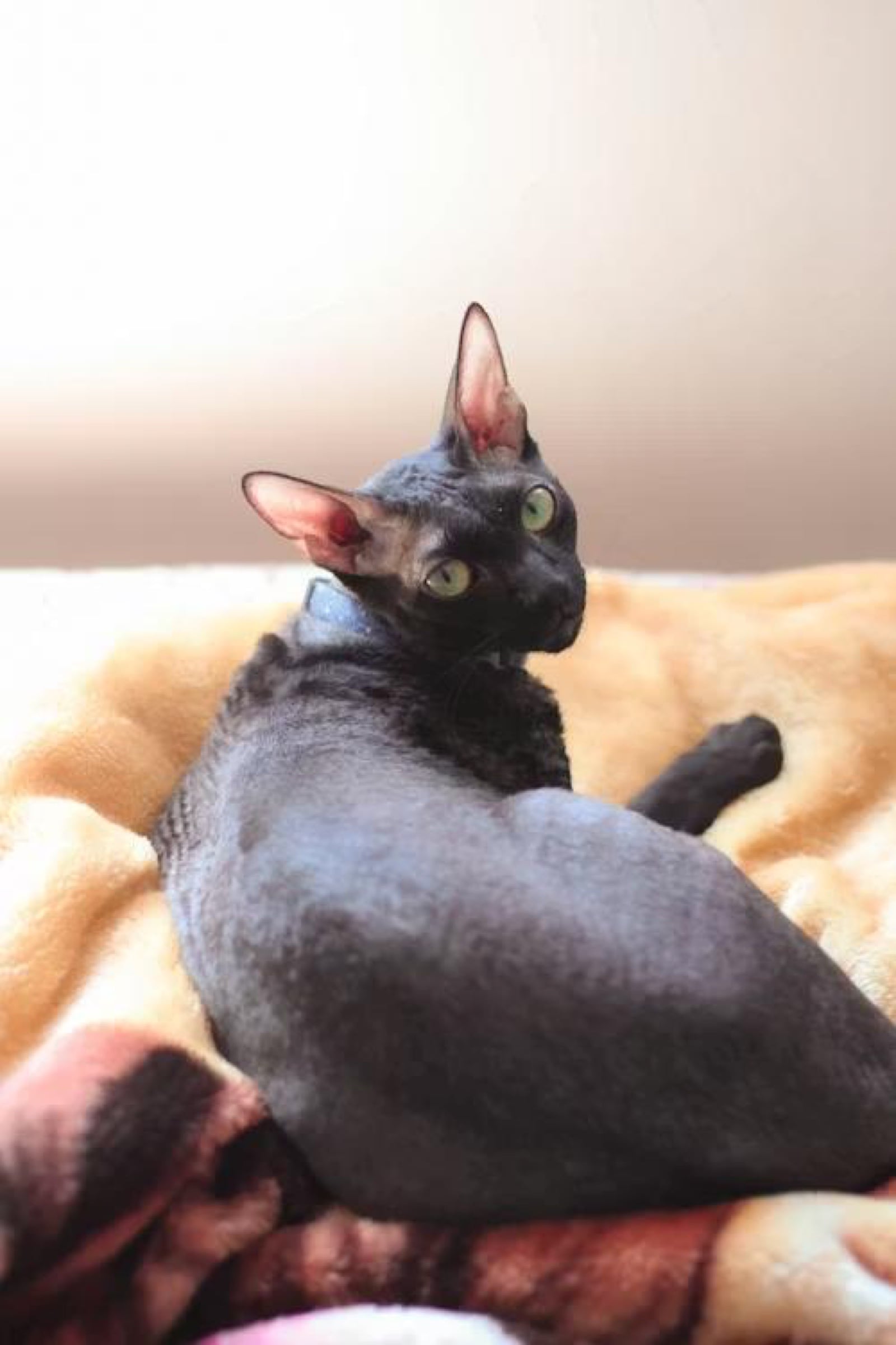 Cornish Rex, a Tier 2 hypoallergenic cat breed