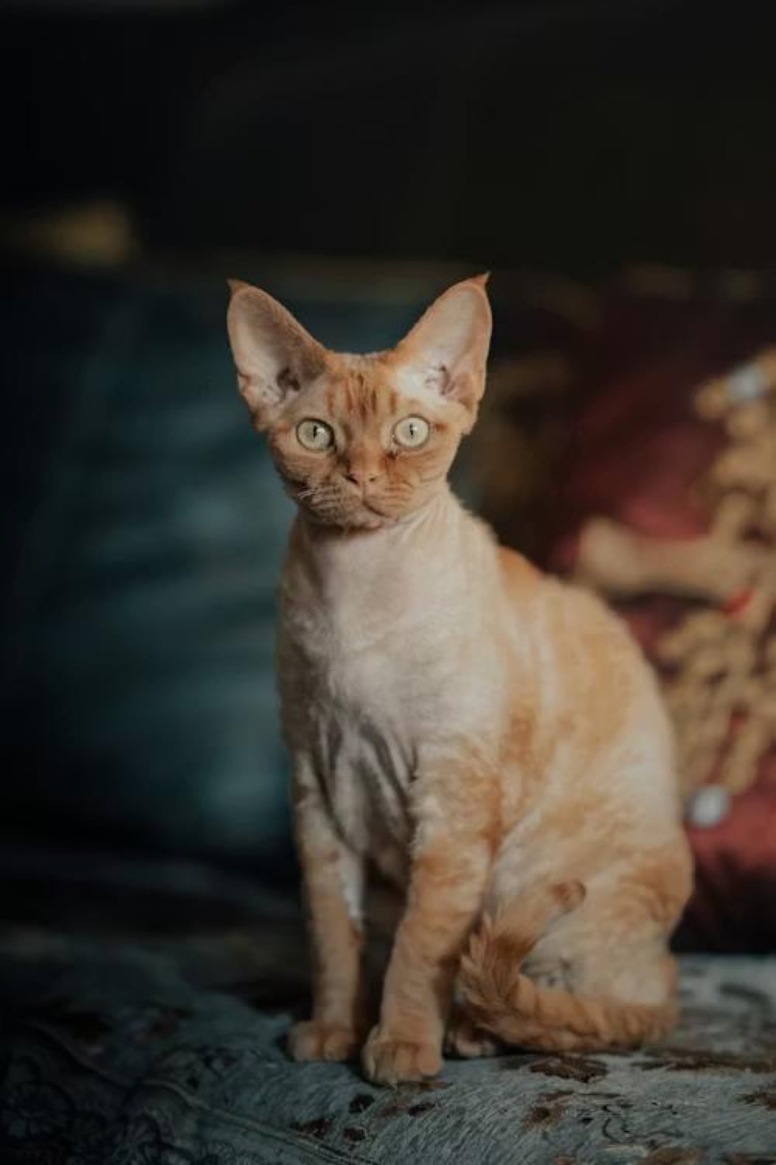 Devon Rex, a Tier 2 hypoallergenic cat breed