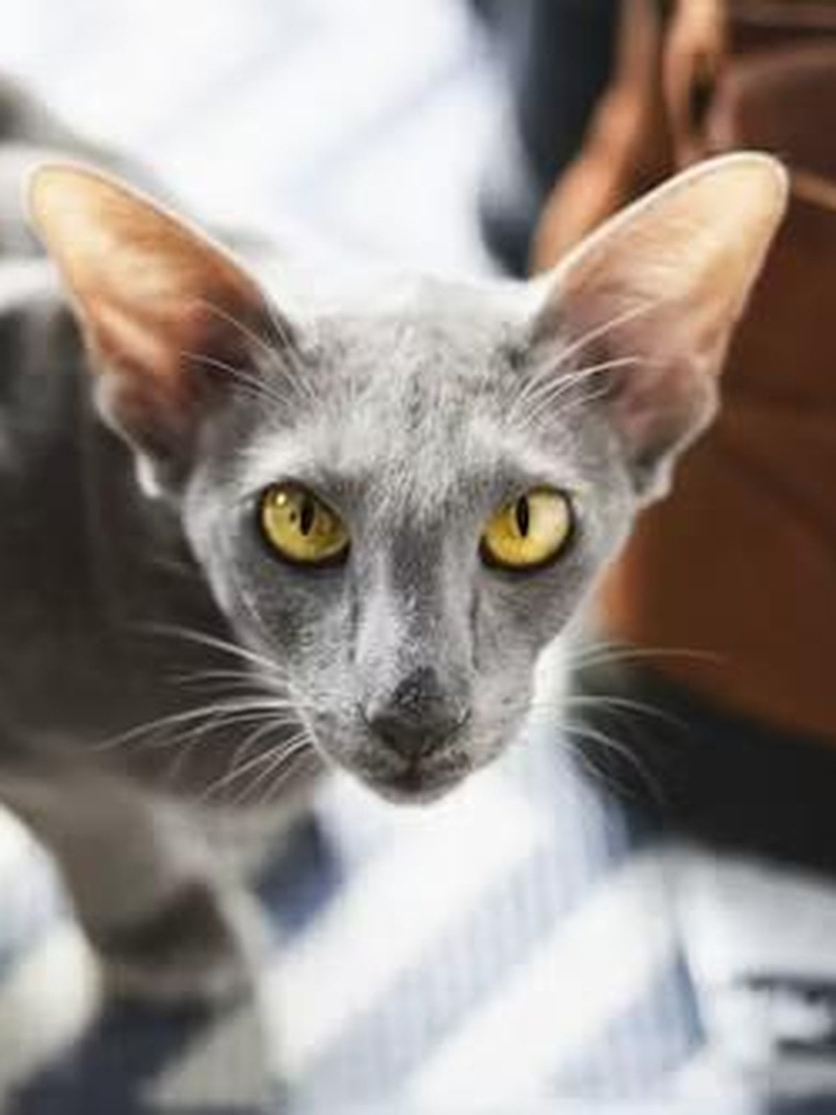 Oriental Shorthair, a Tier 2 hypoallergenic cat breed