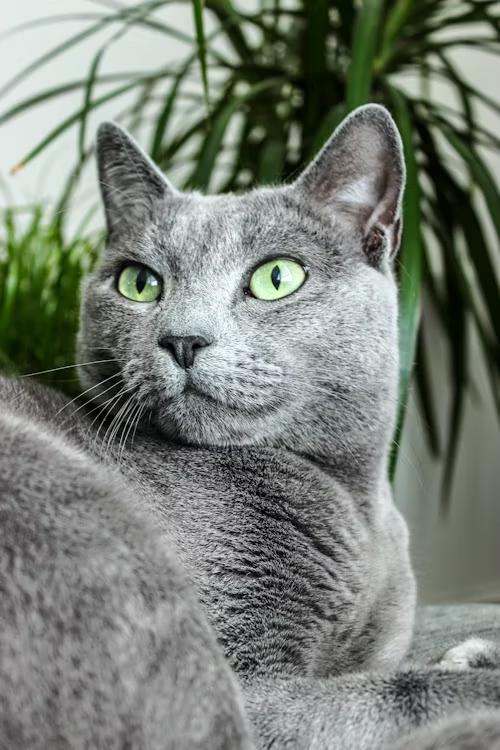 Russian Blue portrait