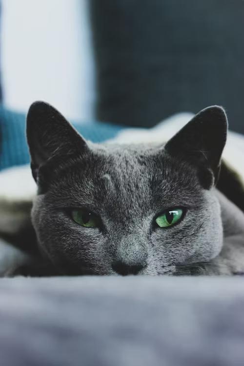 Russian Blue, editorial portrait 2