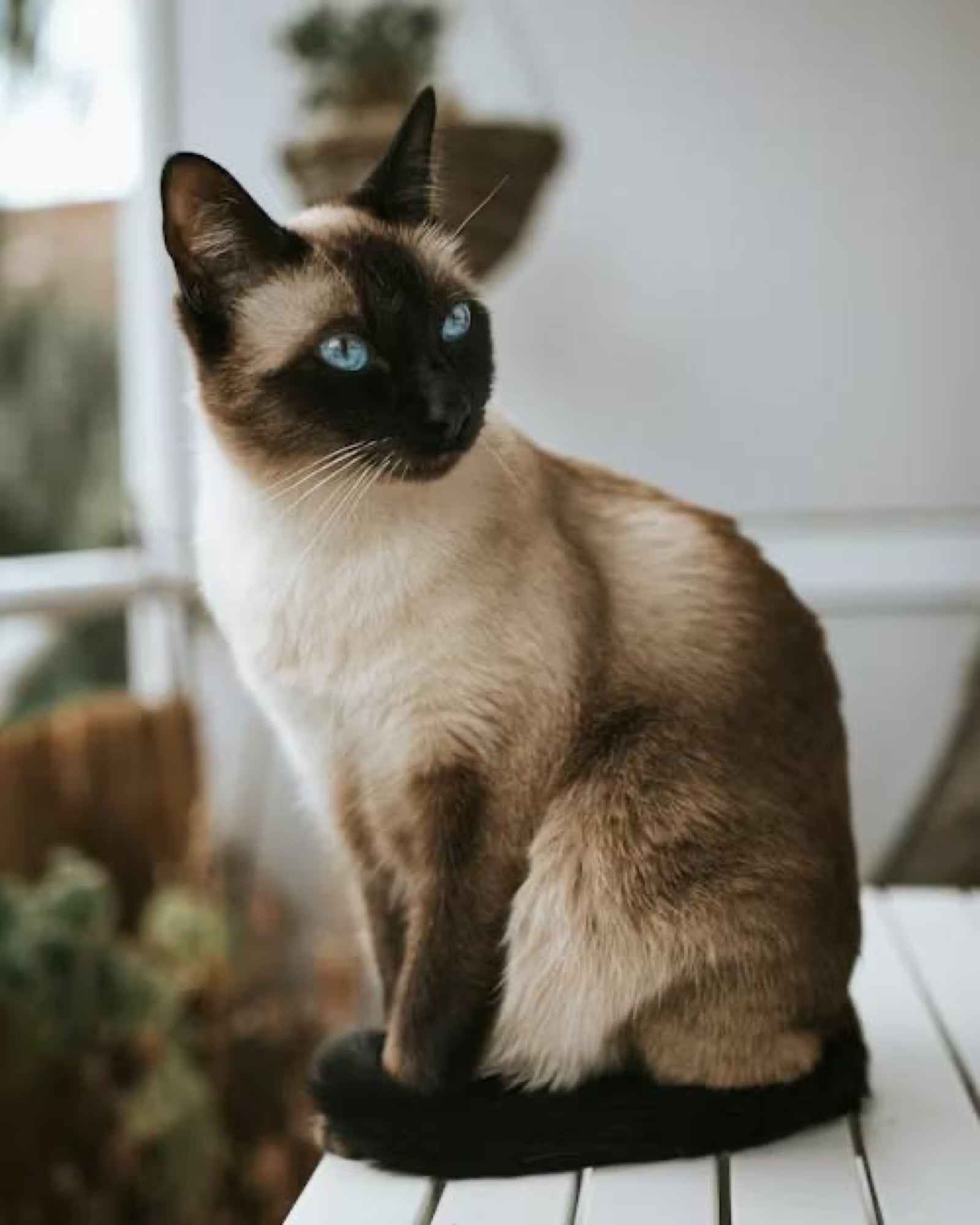 Siamese, a Tier 2 hypoallergenic cat breed