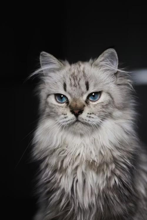 Siberian cat — Issue 04 cover