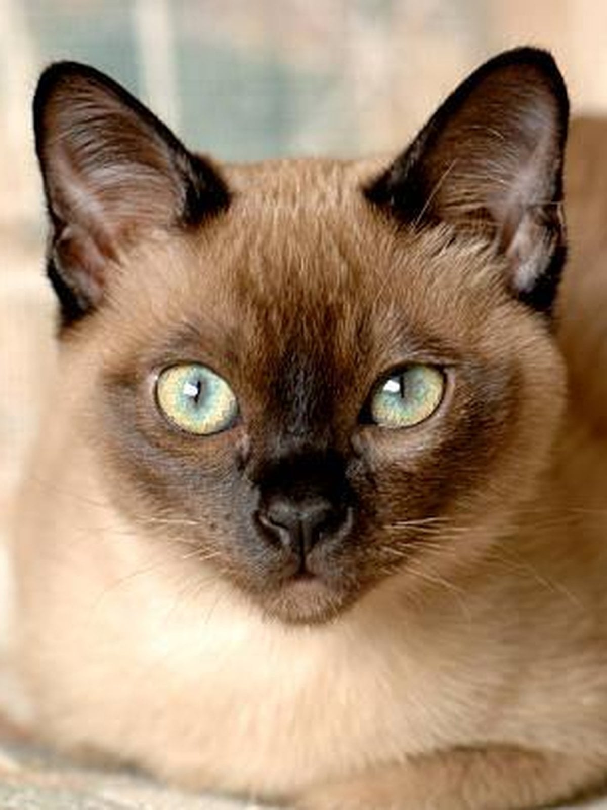 Tonkinese, a Tier 2 hypoallergenic cat breed