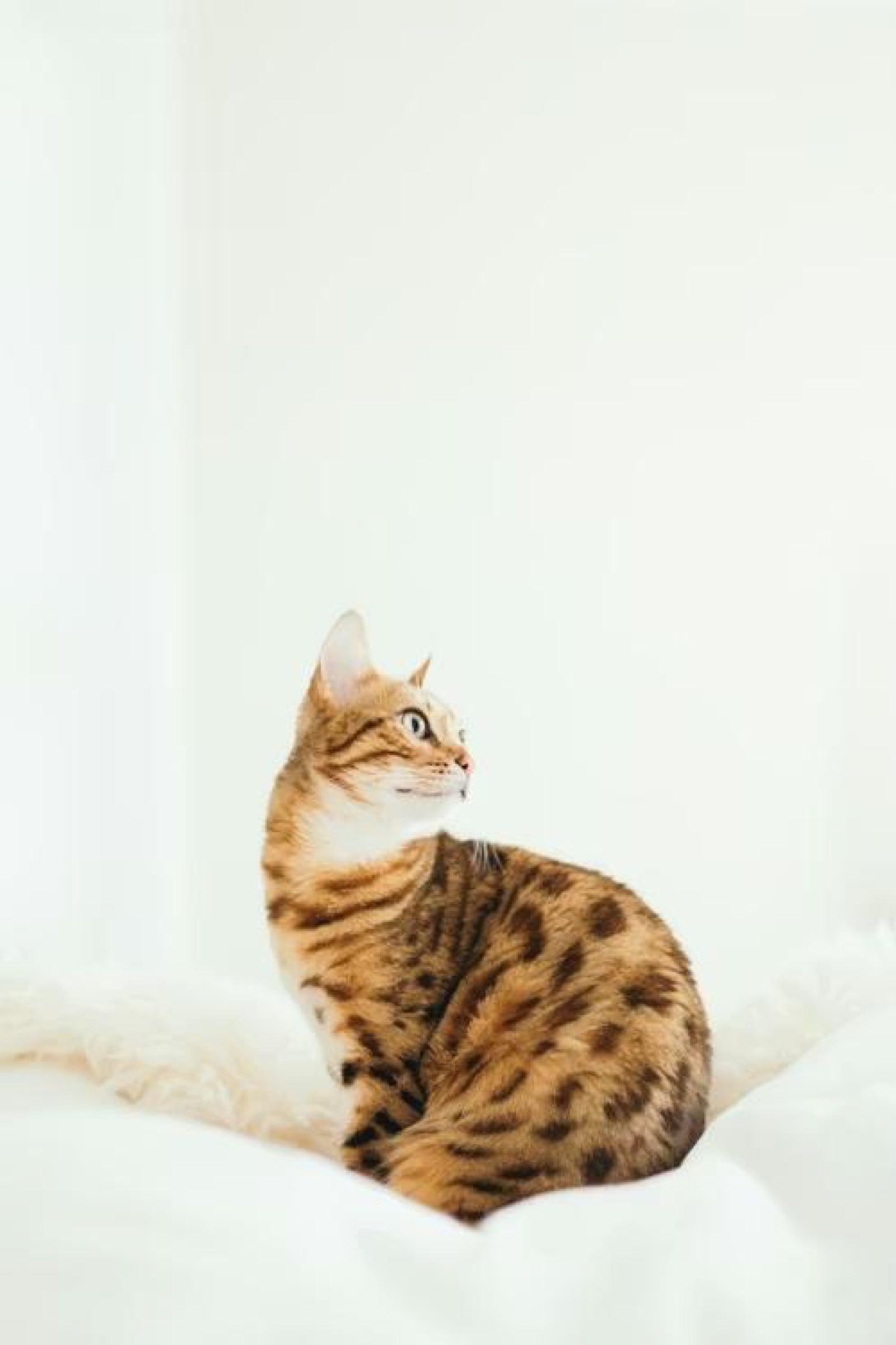 Bengal, editorial portrait 2